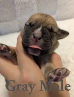 Gray, a male Cane Corso for sale in Schell City, MO – 1 of 8