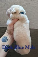 Dark Blue , a male Cane Corso for sale in Schell City, MO – 4 of 5