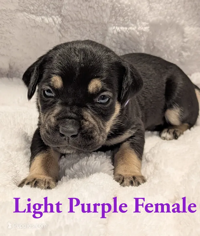 Light Purple  – Cane Corso puppy for sale in Schell City, MO