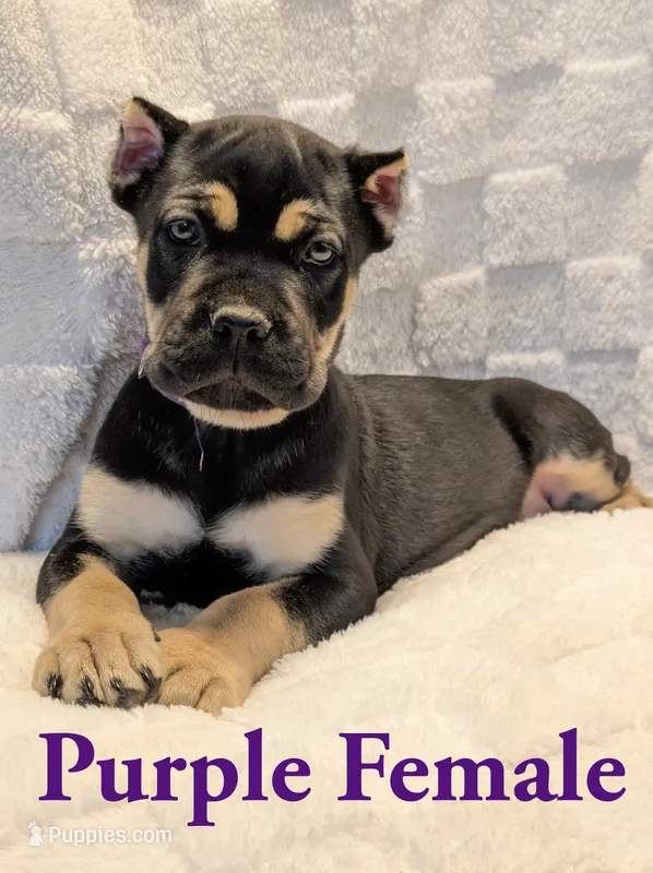 Purple  – Cane Corso puppy for sale in Schell City, MO