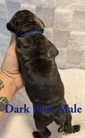 Dark Blue , a male Cane Corso for sale in Schell City, MO – 4 of 8