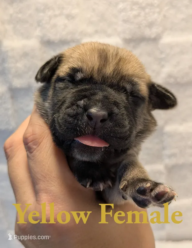 Yellow – Cane Corso puppy for sale in Schell City, MO