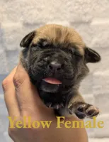 Yellow, a female Cane Corso for sale in Schell City, MO – 1 of 8