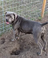 Orange , a male Cane Corso for sale in Schell City, MO – 9 of 9