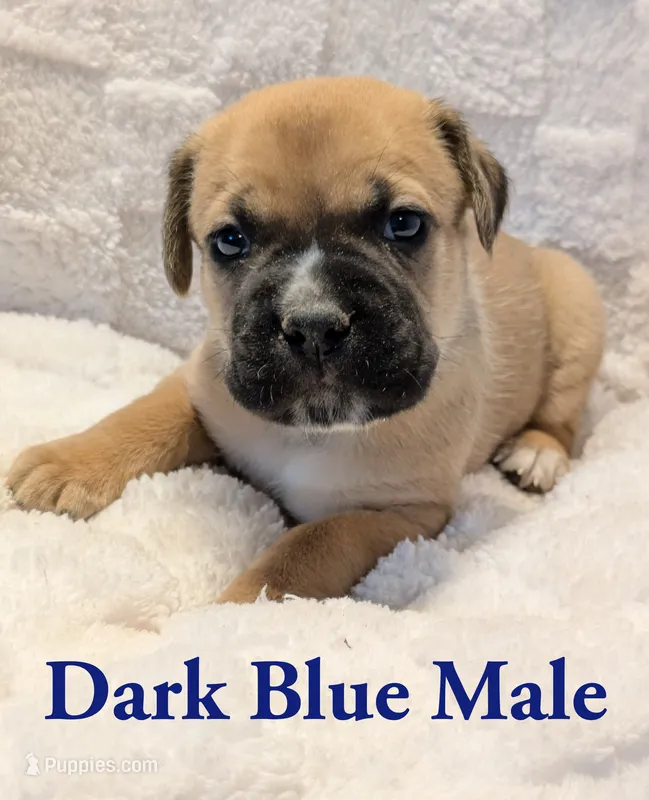 Dark Blue  – Cane Corso puppy for sale in Schell City, MO