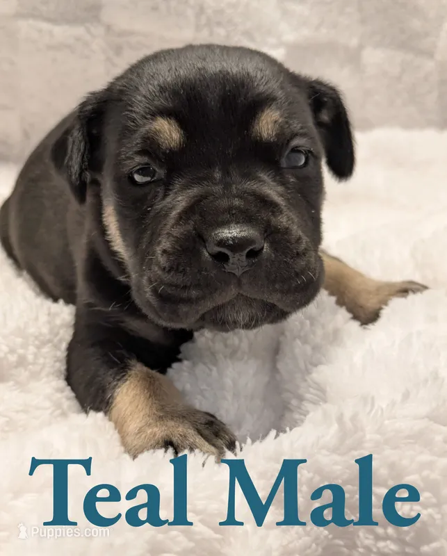 Teal – Cane Corso puppy for sale in Schell City, MO
