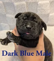 Dark Blue , a male Cane Corso for sale in Schell City, MO – 2 of 8