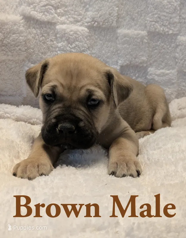 Brown – Cane Corso puppy for sale in Schell City, MO