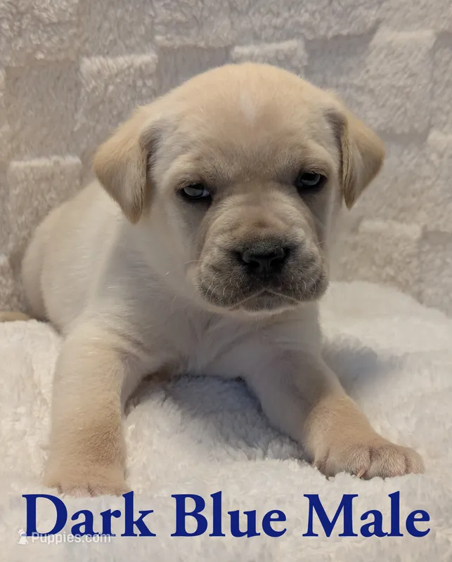 Dark Blue  – Cane Corso puppy for sale in Schell City, MO