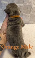 Orange, a male Cane Corso for sale in Schell City, MO – 4 of 8