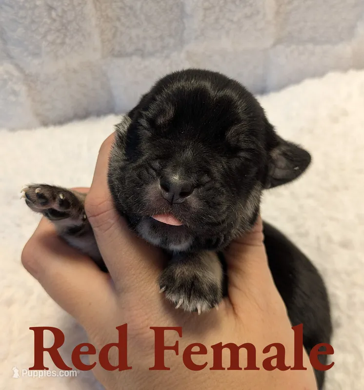 Red – Cane Corso puppy for sale in Schell City, MO