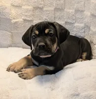 Light Purple , a female Cane Corso for sale in Schell City, MO – 3 of 9