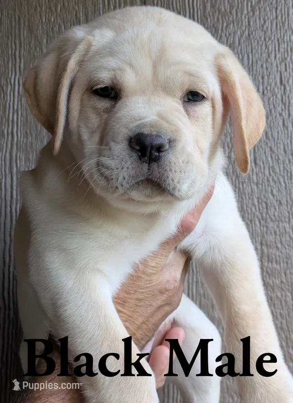 Black  – Cane Corso puppy for sale in Schell City, MO