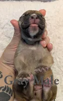 Gray, a male Cane Corso for sale in Schell City, MO – 2 of 8