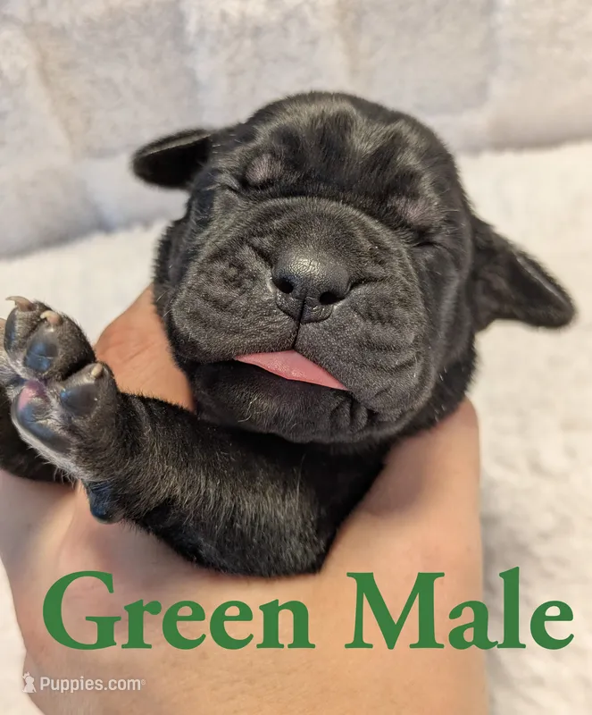 Green – Cane Corso puppy for sale in Schell City, MO