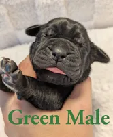 Green, a male Cane Corso for sale in Schell City, MO – 1 of 8