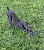 Bule Male, a male Cane Corso for sale in Schell City, MO – 4 of 4