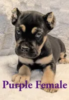 Purple , a female Cane Corso for sale in Schell City, MO – 2 of 9