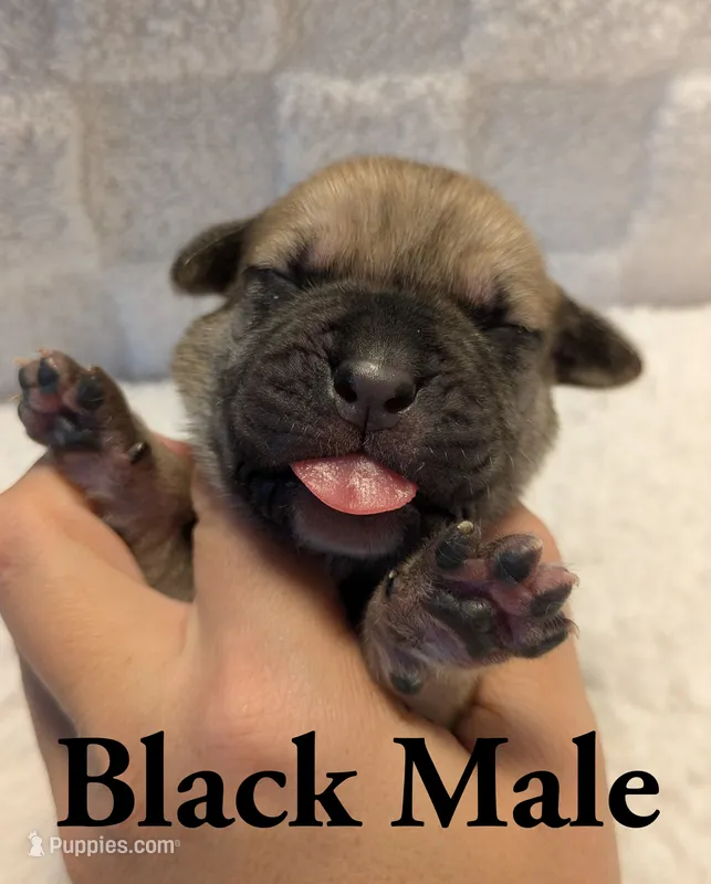 Black  – Cane Corso puppy for sale in Schell City, MO