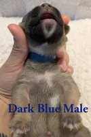 Dark Blue , a male Cane Corso for sale in Schell City, MO – 3 of 8
