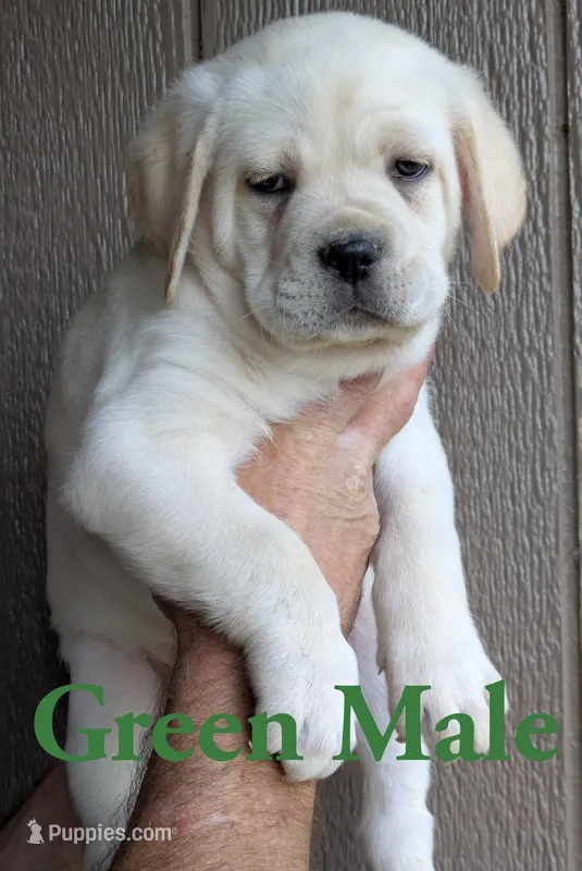 Green  – Cane Corso puppy for sale in Schell City, MO