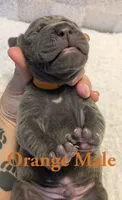 Orange, a male Cane Corso for sale in Schell City, MO – 3 of 8