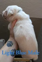 Light Blue , a male Cane Corso for sale in Schell City, MO – 2 of 5