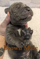 Brown, a male Cane Corso for sale in Schell City, MO – 3 of 7