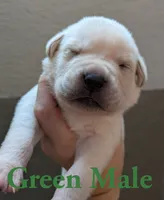 Green , a male Cane Corso for sale in Schell City, MO – 5 of 5