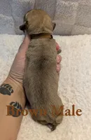 Brown, a male Cane Corso for sale in Schell City, MO – 4 of 8