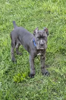 Bule Male, a male Cane Corso for sale in Schell City, MO – 2 of 4