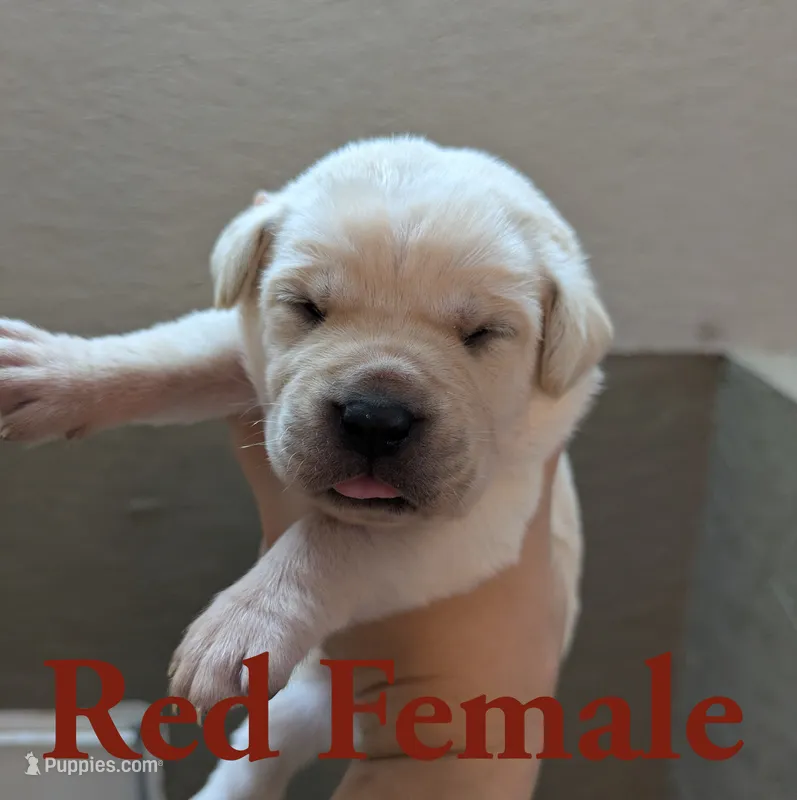 Red – Cane Corso puppy for sale in Schell City, MO