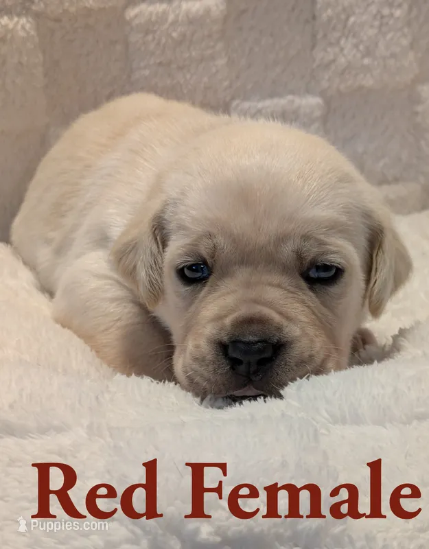 Red – Cane Corso puppy for sale in Schell City, MO