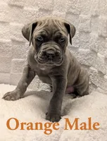 Orange , a male Cane Corso for sale in Schell City, MO – 5 of 9