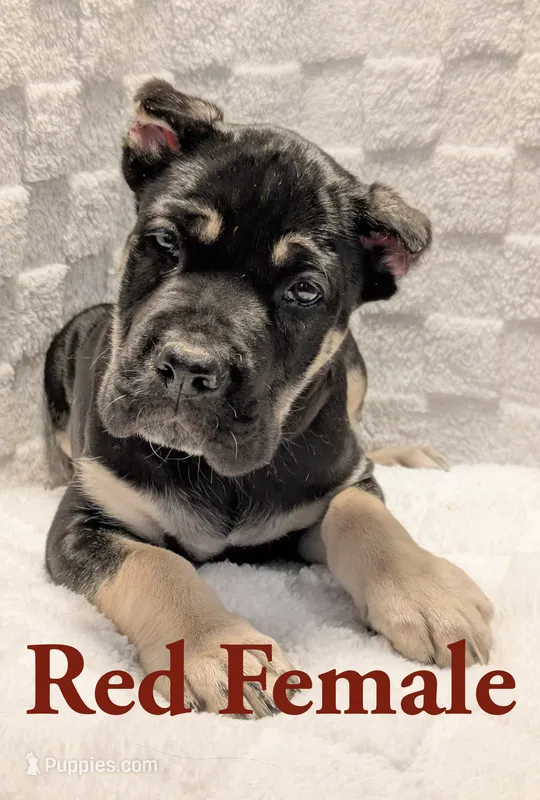 Red – Cane Corso puppy for sale in Schell City, MO