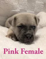  Pink , a female Cane Corso for sale in Schell City, MO – 5 of 10