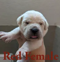 Red, a female Cane Corso for sale in Schell City, MO – 4 of 5