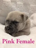  Pink , a female Cane Corso for sale in Schell City, MO – 3 of 10