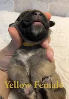 Yellow, a female Cane Corso for sale in Schell City, MO – 4 of 8