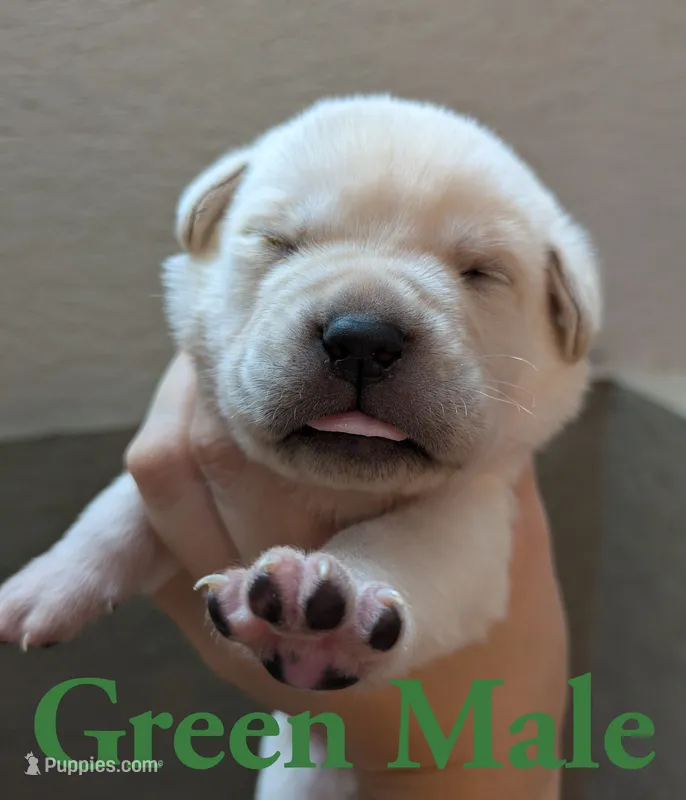 Green  – Cane Corso puppy for sale in Schell City, MO