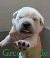 Green , a male Cane Corso for sale in Schell City, MO – 1 of 5