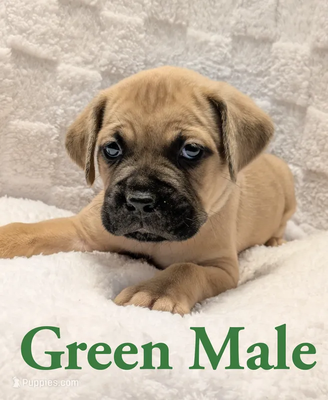 Green – Cane Corso puppy for sale in Schell City, MO