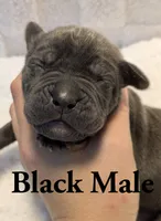 Black , a male Cane Corso for sale in Schell City, MO – 1 of 8