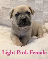 Light pink , a female Cane Corso for sale in Schell City, MO – 4 of 9