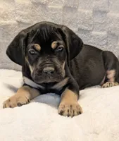 Light Purple , a female Cane Corso for sale in Schell City, MO – 4 of 9