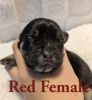 Red, a female Cane Corso for sale in Schell City, MO – 2 of 8