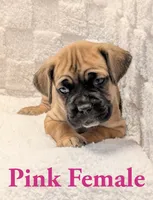 Dark Pink , a female Cane Corso for sale in Schell City, MO – 4 of 9