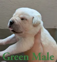 Green , a male Cane Corso for sale in Schell City, MO – 4 of 5