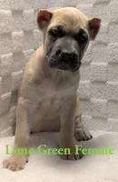 Lime Green , a female Cane Corso for sale in Schell City, MO – 2 of 9