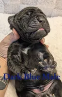 Dark Blue , a male Cane Corso for sale in Schell City, MO – 3 of 8